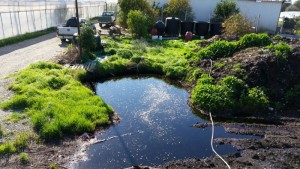 Οργανικό λίπασμα από την επεξεργασία κομπόστ